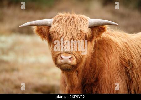 Highland Cattle Banque D'Images