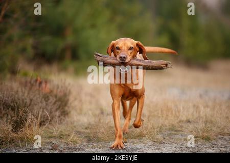 Les jeunes Magyar Vizsla devint Banque D'Images