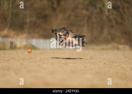 Terrier tibétain en automne Banque D'Images