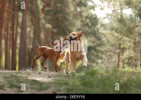 2 chiens Banque D'Images