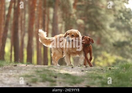 2 chiens Banque D'Images