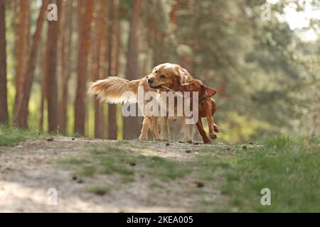 2 chiens Banque D'Images