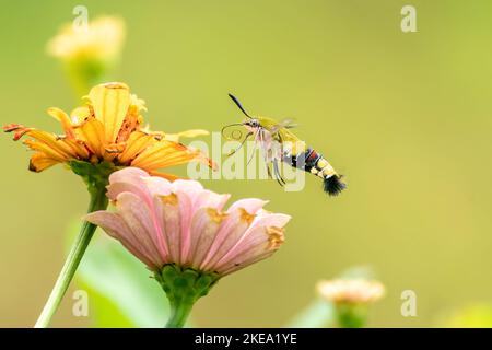 Gros plan d'un beau papillon (Pellucid Hawk Moth) assis un congé / fleur pendant le printemps, un jour ensoleillé Banque D'Images