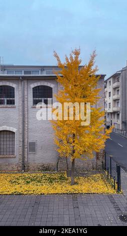 Magnifique arbre de ginkgo d'automne blanc feuilles jaunes dans une arrière-cour Banque D'Images