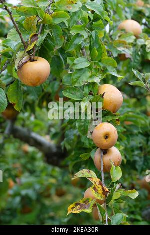 pomme Egremont Russet, malus domestica Egremont Russet, pommes mûres poussant sur un arbre Banque D'Images