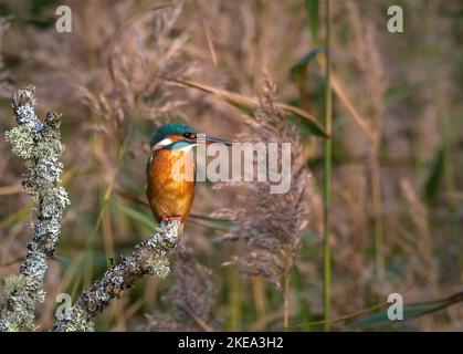 Kingfisher on perch, Teifi Marshes, Cardigan, pays de Galles Banque D'Images