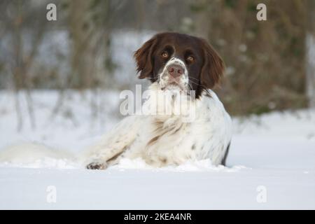 Chien de perdrix hollandais couché Banque D'Images