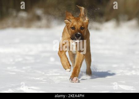 Course de Saint-Bernard-Rhodésie-Ridgeback-Mongrel Banque D'Images