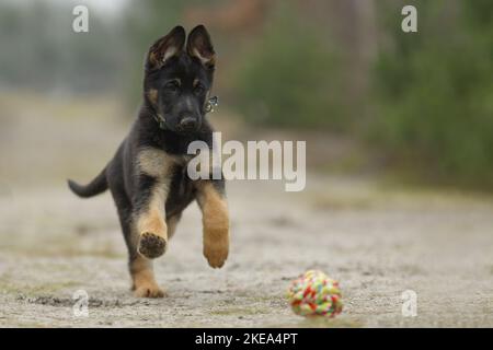Chien de berger allemand de course à pied Puppy Banque D'Images