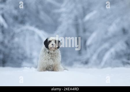 Terrier tibétain assis Banque D'Images