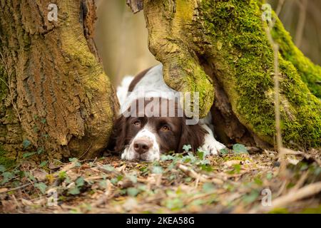 Chien de perdrix hollandais couché Banque D'Images