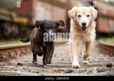 chiens Banque D'Images