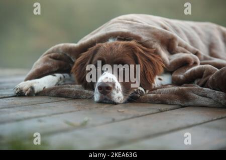 Chien de perdrix hollandais couché Banque D'Images