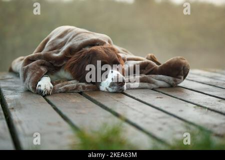 Chien de perdrix hollandais couché Banque D'Images