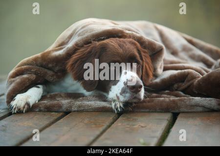 Chien de perdrix hollandais couché Banque D'Images