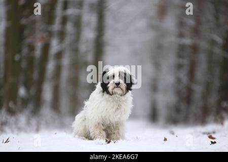 Terrier tibétain assis Banque D'Images