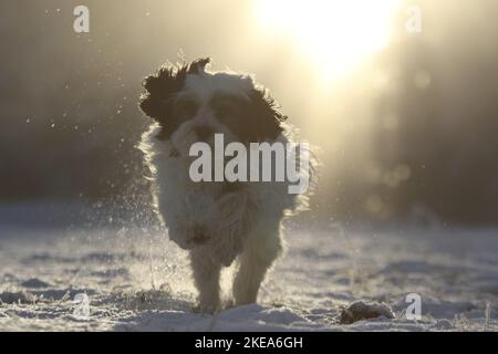 L'exécution de terrier tibétain Banque D'Images