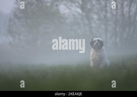 Terrier tibétain assis Banque D'Images