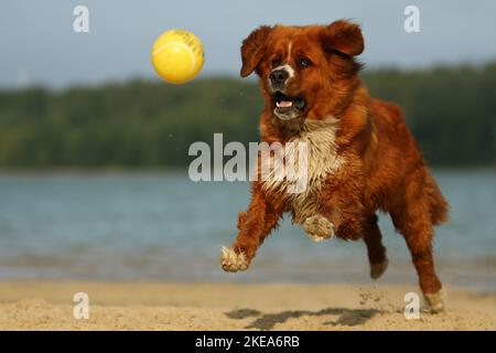 Saint-Bernard-Bernese-Mountain-Dog Banque D'Images