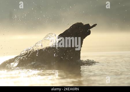 Labrador Retriever dans l'eau Banque D'Images