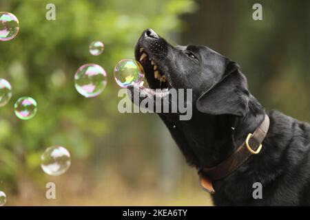 Labrador Retriever portrait Banque D'Images