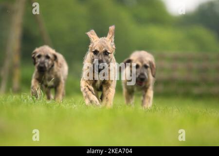 soupirs de chiots Banque D'Images