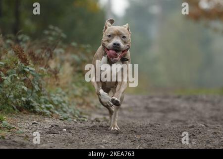 L'exécution de American Staffordshire Terrier Banque D'Images