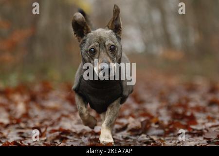 Ancienne Dachshund-Mongrel Banque D'Images