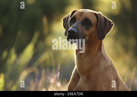 Le Rhodesian Ridgeback Portrait Banque D'Images