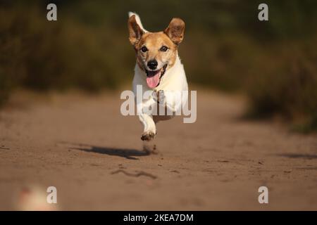 Course Jack-Russell-Terrier-Mongrel Banque D'Images