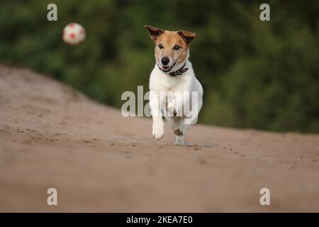 Jouer Jack-Russell-Terrier-Mongrel Banque D'Images