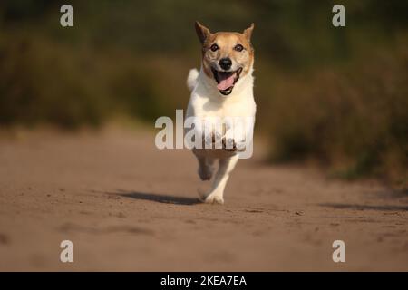 Course Jack-Russell-Terrier-Mongrel Banque D'Images