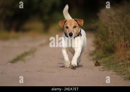 Course Jack-Russell-Terrier-Mongrel Banque D'Images