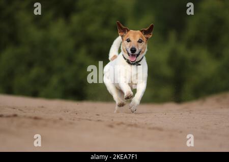 Course Jack-Russell-Terrier-Mongrel Banque D'Images