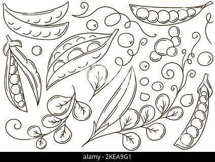 Petits pois. Ensemble d'illustrations vectorielles dessinées à la main. Affiche colorante avec fruits. Collection d'icônes, de broches Illustration de Vecteur