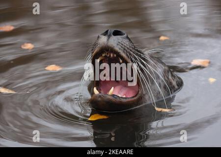 Harbour Seal nage dans l'eau Banque D'Images