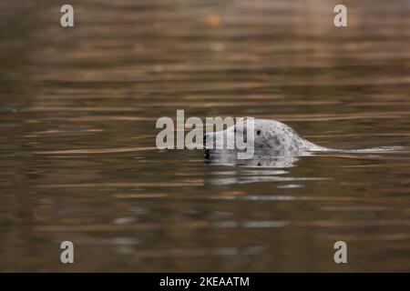 Harbour Seal nage dans l'eau Banque D'Images