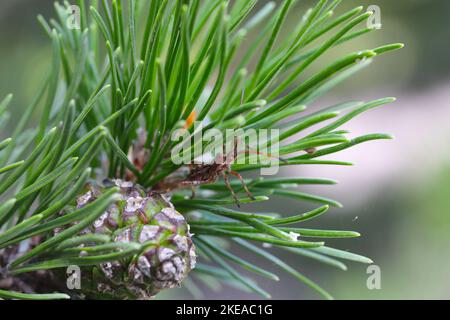 Insecte de conifères de l'Ouest (Leptoglossus occidentalis), Une larve sur une pousse de pin nain et le jeune cône sur lequel elle se nourrit. Banque D'Images