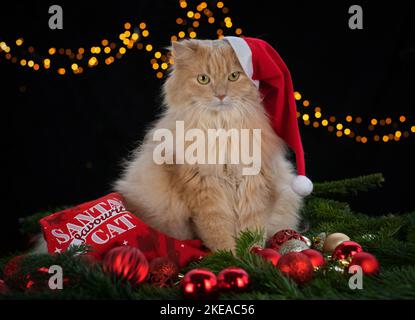 Allemand Longhair en studio Banque D'Images