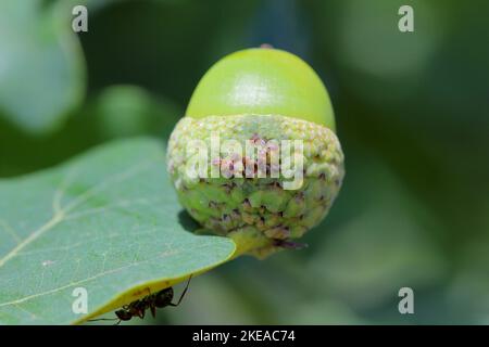 Thélaxide de chêne commun (Thelares dryophila). Une colonie d'pucerons verts et bruns sur une corne de chêne. Banque D'Images