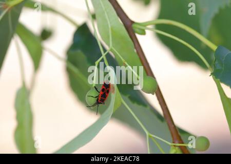 La punaise Pyrrhocoris apterus est un insecte commun de la famille des Pyrrhocoridae. L'insecte suce la sève de la graine de linden. Banque D'Images