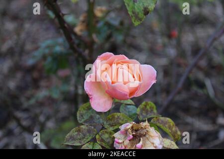 belles plantes en automne - roses - blanc - rouge Banque D'Images