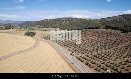 Vue aérienne par drone de la plantation d'oliviers en Andalousie, Espagne. Vastes champs plantés d'oliviers. Aliments biologiques et sains. Agriculture et cultures Banque D'Images