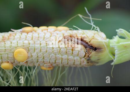 Maïs, maïs endommagé par la larve, chenille de l'Ecorer de maïs européen (Ostrinia nubilalis). C'est un des ravageurs les plus importants de la récolte de maïs. Banque D'Images