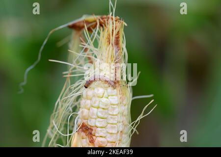 Maïs, maïs endommagé par la larve, chenille de l'Ecorer de maïs européen (Ostrinia nubilalis). C'est un des ravageurs les plus importants de la récolte de maïs. Banque D'Images