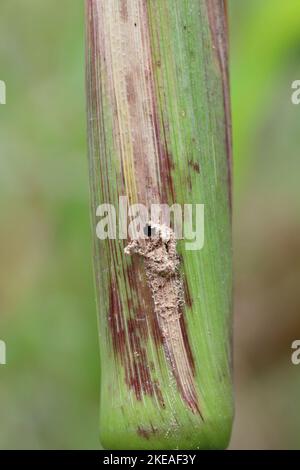 Maïs, maïs endommagé par la larve, chenille de l'Ecorer de maïs européen (Ostrinia nubilalis). C'est un des ravageurs les plus importants de la récolte de maïs. Banque D'Images