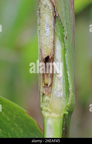 Maïs, maïs endommagé par la larve, chenille de l'Ecorer de maïs européen (Ostrinia nubilalis). C'est un des ravageurs les plus importants de la récolte de maïs. Banque D'Images