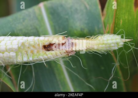 Maïs, maïs endommagé par la larve, chenille de l'Ecorer de maïs européen (Ostrinia nubilalis). C'est un des ravageurs les plus importants de la récolte de maïs. Banque D'Images