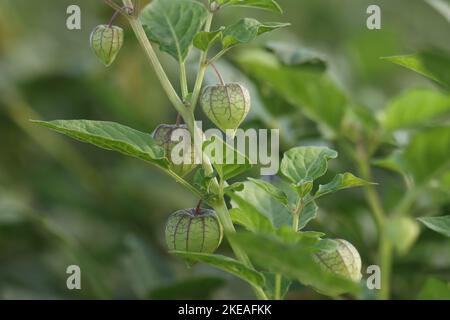 Gros plan branche de Physalis minima avec fruits verts dans le jardin, dans la nature. Groseilles à maquereau sauvage ou groseille à maquereau ou cerisier pygmée indigène. Banque D'Images