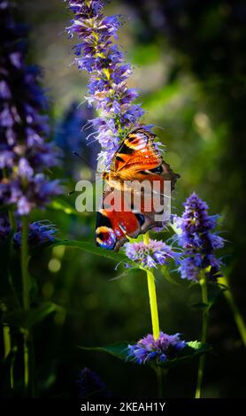 Un papillon se repose sur une fleur Banque D'Images